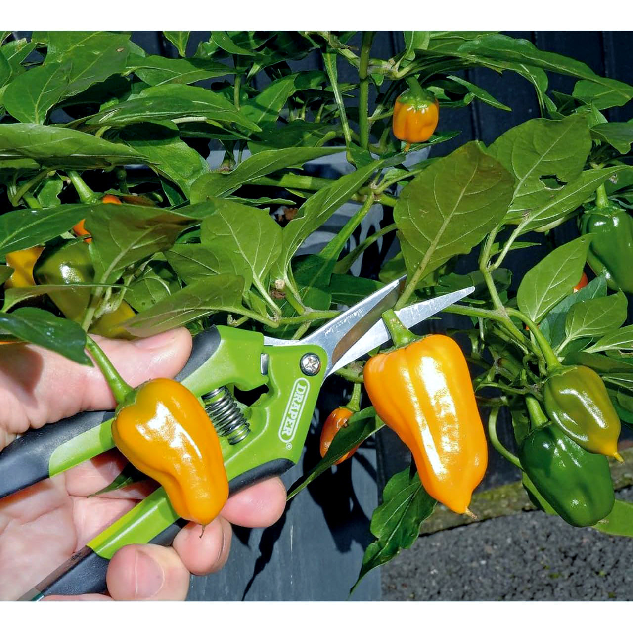 Draper 73728 Precision Curved Pruning Secateurs, 165mm