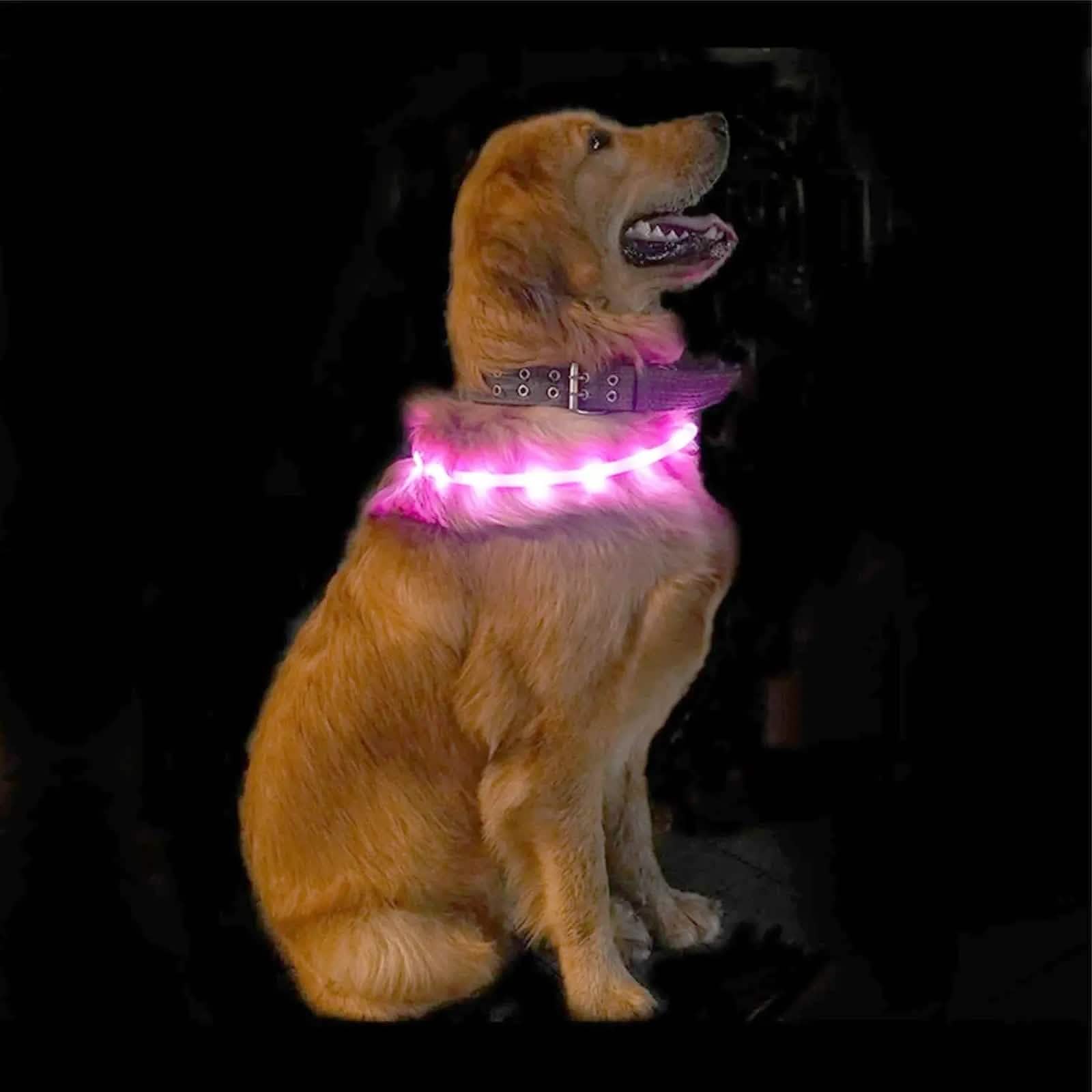 tooltime.co.uk Light Up Dog Collar Light Up LED Pet Dog Collar USB Rechargeable | Available in Blue or Pink